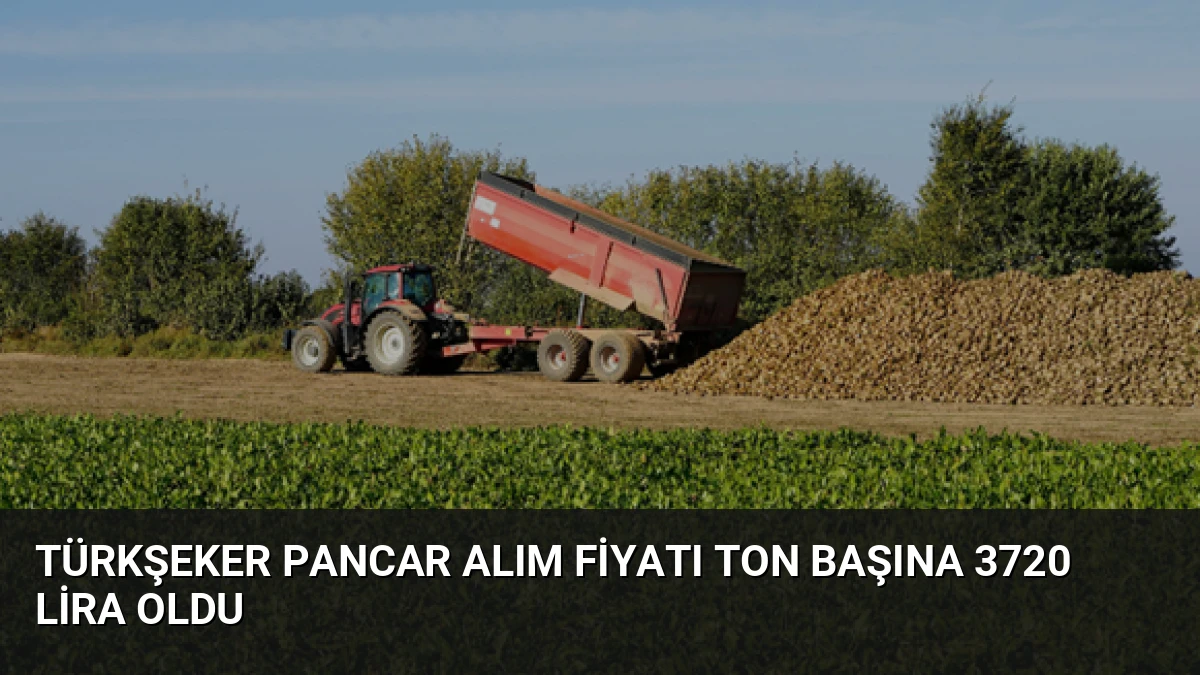TÜRKŞEKER Pancar Alım Fiyatı Ton Başına 3720 Lira Oldu